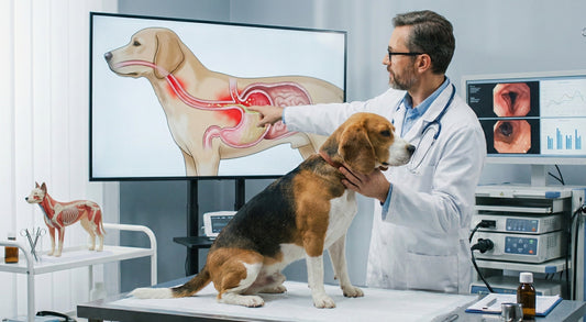 Sodbrennen beim Hund