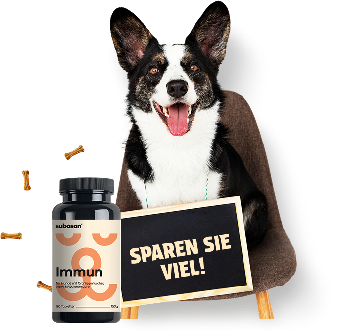 <p>Weil dein<em> Hund Familie ist</em>.</p>