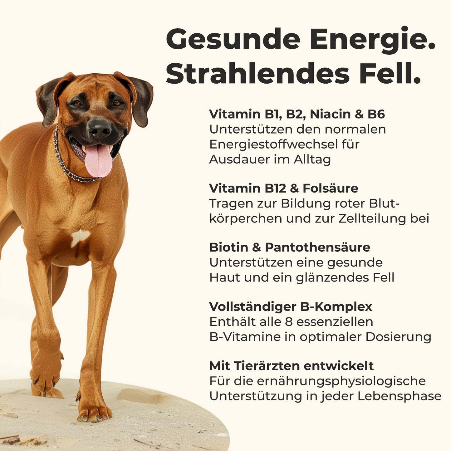 Vitamin B Komplex für Hunde