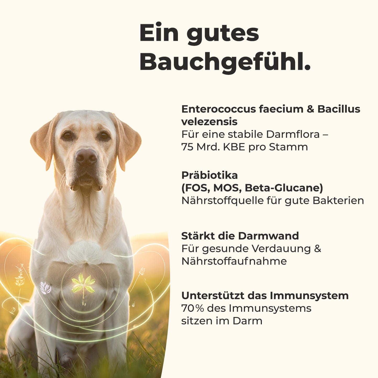 Darmflora+ Probiotika für Hunde